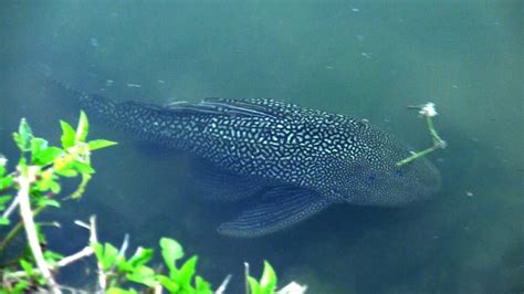 janitor fish|The PTERYGOPLICHTHYS (Janitor Fish) .